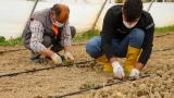 Gürpınar'da sebze ve meyve fideleri toprakla buluştu