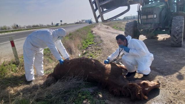 Aksarayda otomobilin çarpmasıyla yaralanan at, hayvansever vatandaşın çabasıyla kurtarıldı
