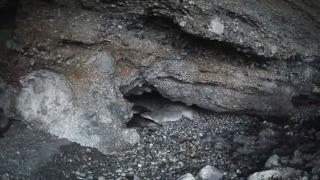 5 Akdeniz foku bir mağarada