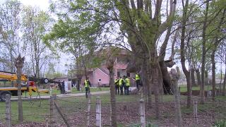 1100 yıllık çınar ağacı bakıma alındı