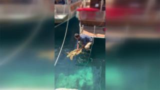 Deniz kaplumbağasının imdadına hayvanseverler yetişti