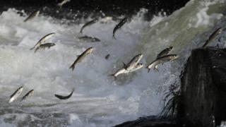 İnci kefallerinin göçü bu sene sessiz