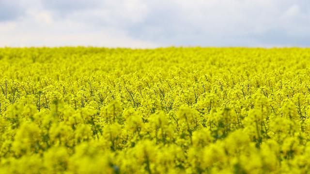 Kanola ile yağ ithalatı azaltılabilir