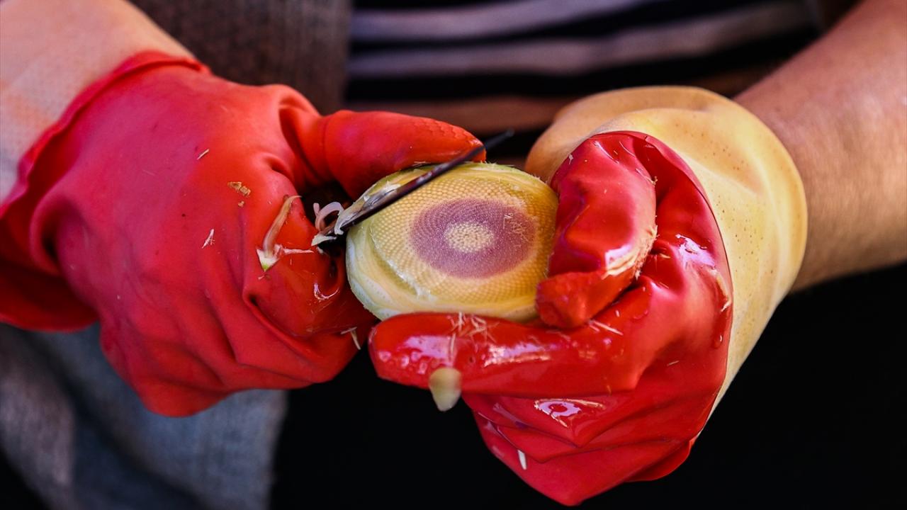 Reçeli de turşusu da yapılıyor