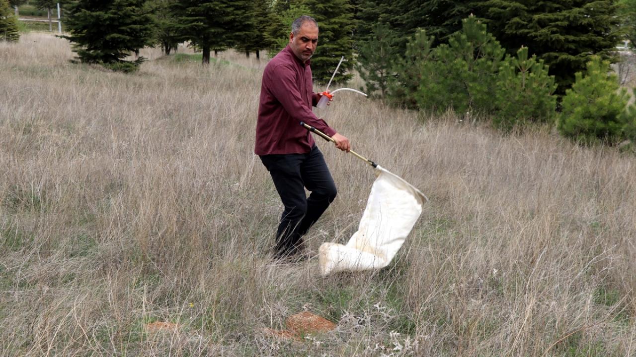"Bu böceğin dişi örneğini ilk defa biz tespit ettik"