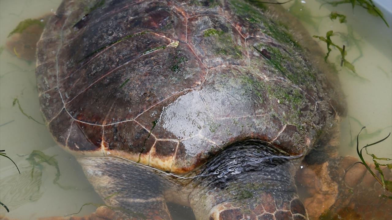 Yaklaşık bir aydır bu yarayla yaşamış