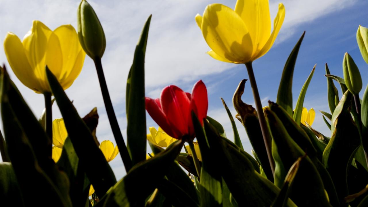 "Toplum sağlığı için ziyaretçi de kabul etmiyoruz"