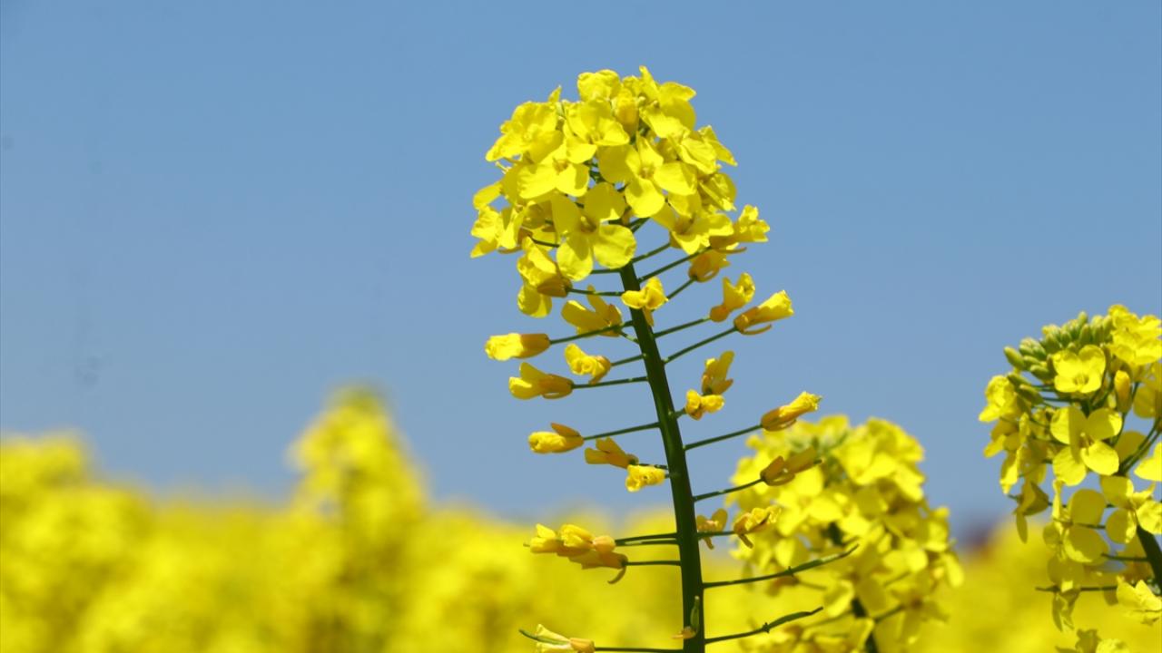 37 bin 831 ton kanola yetiştirildi