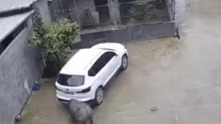 Bizon küçük çocuğu önce boynuzladı sonra havaya fırlattı