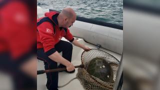 Yaralı deniz kaplumbağasının silahla vurulduğu ortaya çıktı