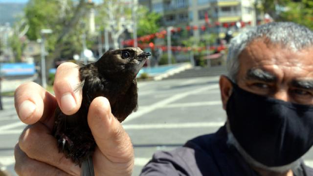 Sahur vakti bahçesine düşen ebabil kuşunu yetkililere teslim etti