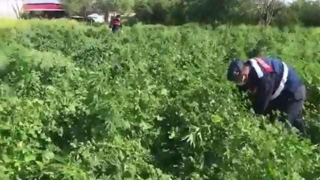 Köy evinde yapılan aramada 350 gram kurutulmuş esrar maddesi ele geçirildi
