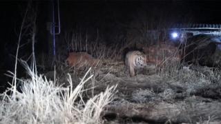 Sibirya kaplanı köylülere böyle saldırdı