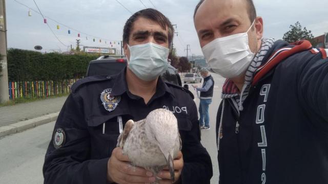 Yaralı halde uygulama noktasına düşen martıya polis ekipleri sahip çıktı
