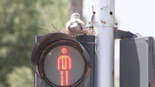 Antalyada yuva olarak trafik ışığı direğini seçen kumru ilgi çekiyor