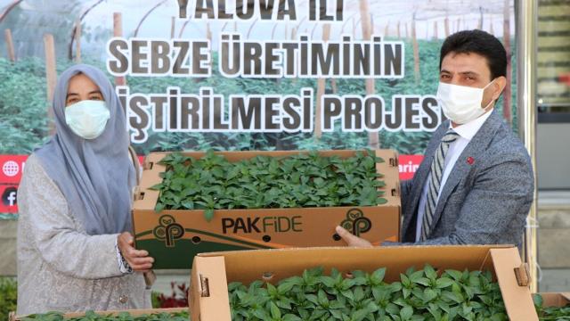 Yalovada çiftçilere 60 bin biber fidesi dağıtıldı