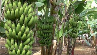 Yeni muz çeşidi geliştirildi