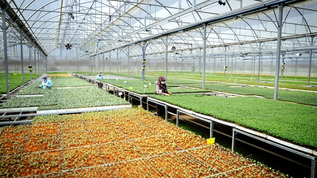 Konya`nın fide ihtiyacının yüzde 15`ini karşılıyor