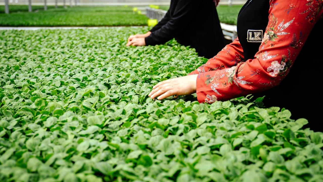 "Pandemiden dolayı talep çok fazla"