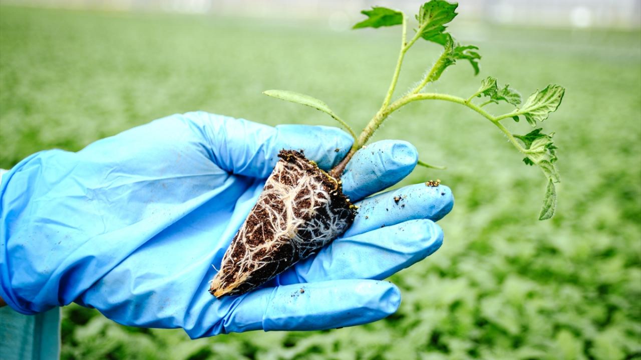 "Antalya`dan gelen fidelere göre 15 gün erken uyanıyor"