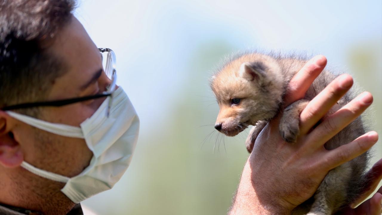"Yaban hayvanlarımızı koruyup doğaya tekrar kazandırmaya gayret gösteriyoruz"