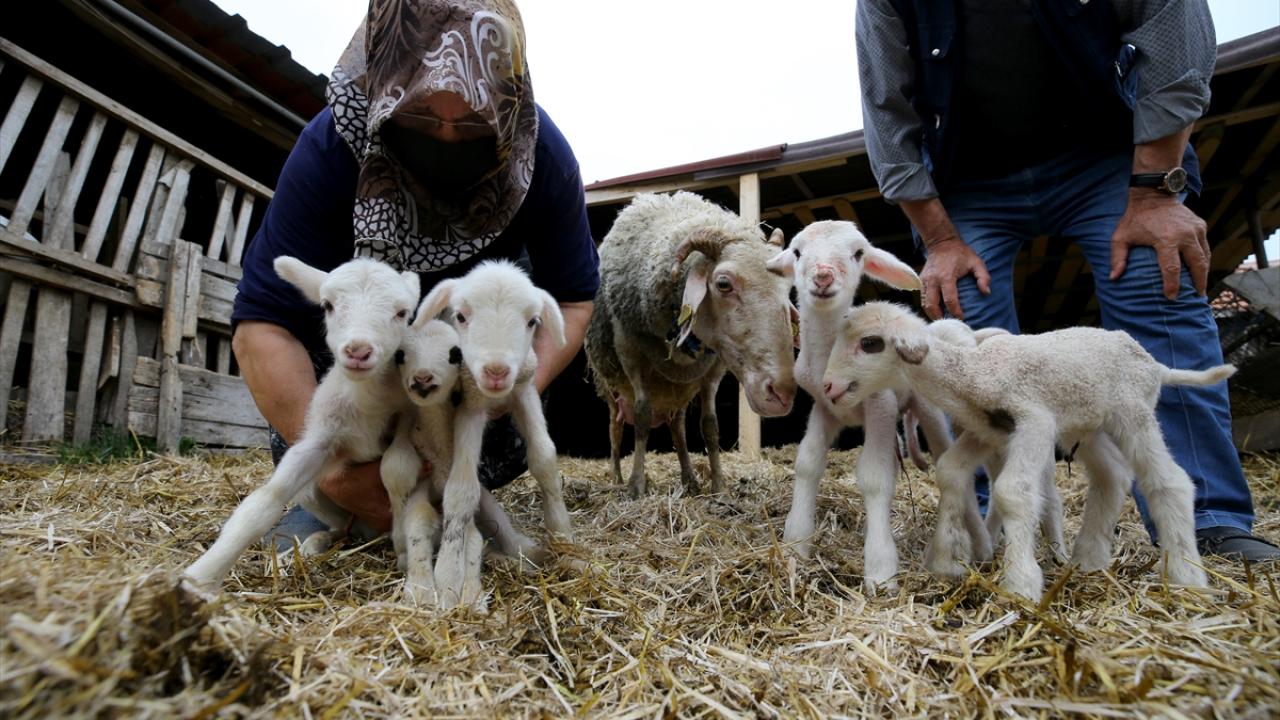 "Köyümüzde ilk kez böyle bir şey oldu"