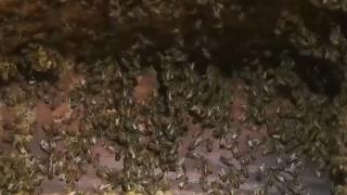 ABD'de bir evden 10 bin arı çıkarıldı