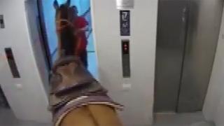 Atı asansöre bindirmeye çalışan 2 kişi gözaltına alındı