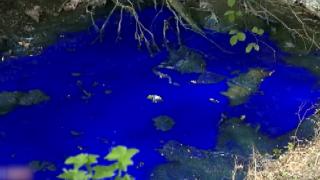 Matbaanın mürekkebi aktı, Belçika'da dere laciverte döndü