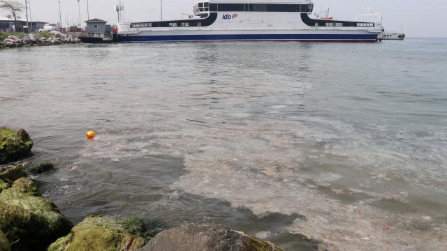 Deniz yüzeyinde oluşan beyaz tabaka kıyıya da vurdu