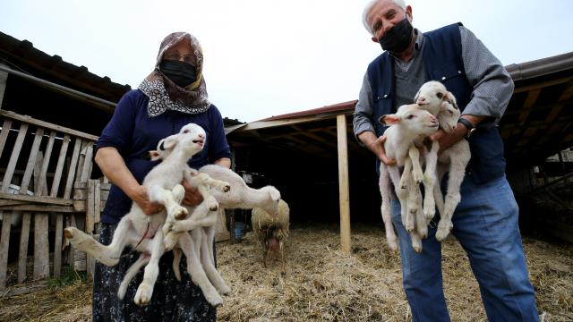 Kırklarelinde bir koyun altız doğurdu