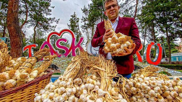 Taşköprü sarımsağında rekolte beklentisi ilkbahar yağışlarıyla arttı