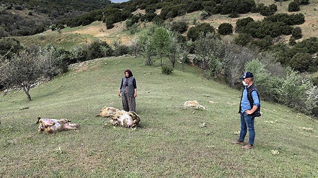 Uşakta merada otlayan 80 koyun telef oldu