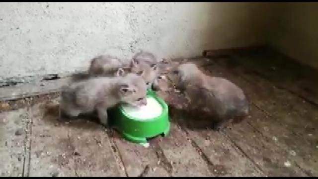 Tilki yavruları koruma altına alındı