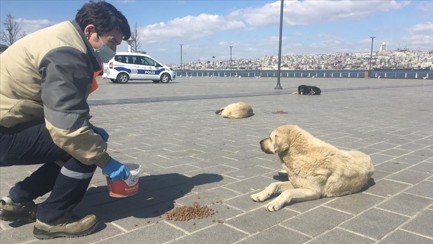 SOKAK HAYVANLARINI BESLEYECEK OLANLAR SOKAĞA ÇIKMA KISITLAMALARI SIRASINDA NASIL DAVRANMALI?