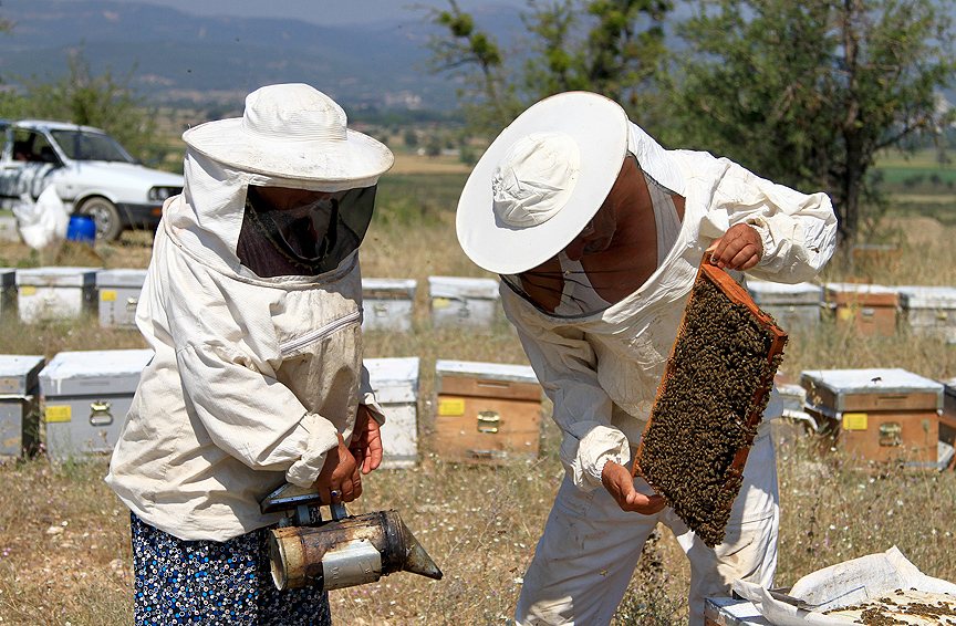 GEZİCİ ARICILIK FAALİYETLERİNDE BULUNANLARIN ŞEHİRLERARASI SEYEHATLARİ NASIL OLACAK?