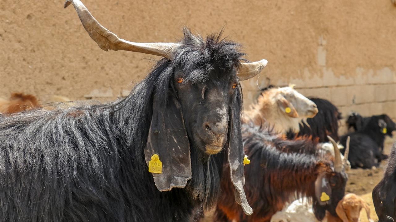 "Keçiler et ve süt bakımından daha verimli"