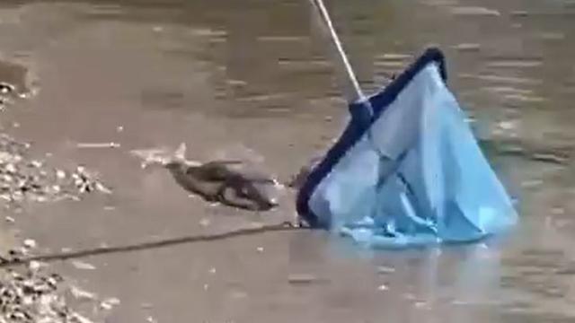 Balon balıkları Alanya sahiline vurdu