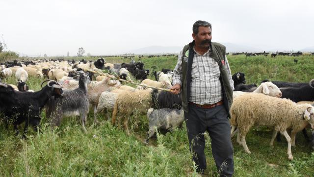 Göçerlerin Aydından yaylalara yolculuğu başladı