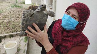 15 yıl önce sahiplendiği kaplumbağaya evladı gibi bakıyor