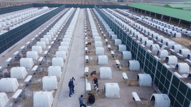 Gözlü Tarım İşletmesindeki buzağılar, özel kulübelerinde pastörize sütle besleniyor
