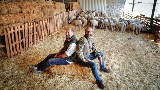 Kariyerlerini bırakıp kurdukları çiftlikte 800 hayvanlı sürünün sahibi oldular