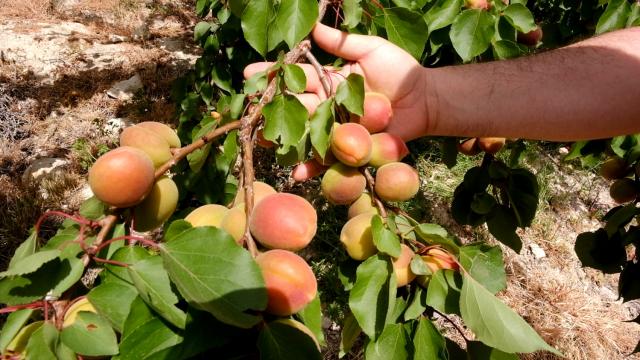 Mersinde hasadına başlanan Mut kayısısında 110 bin ton rekolte bekleniyor