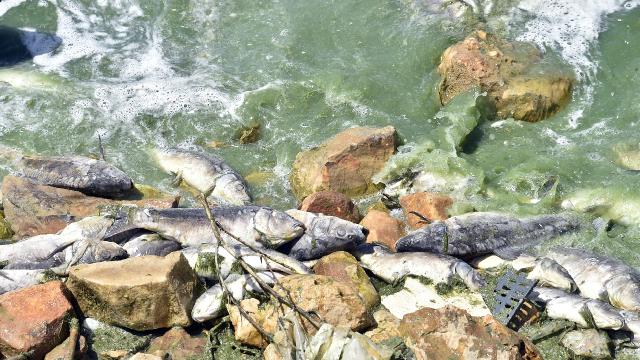 Lübnandaki Karun Baraj Göletinde tonlarca balık telef oldu