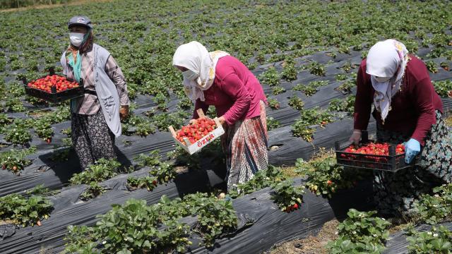 Fındık diyarı Orduda çilek hasadına başlandı
