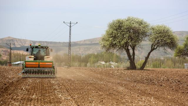Sivasta 170 dekar alanda kenevir ekimi yapıldı