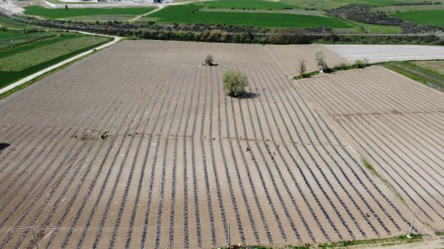 Bilecikli karpuz üreticilerinin rekolte hedefi 200 bin ton