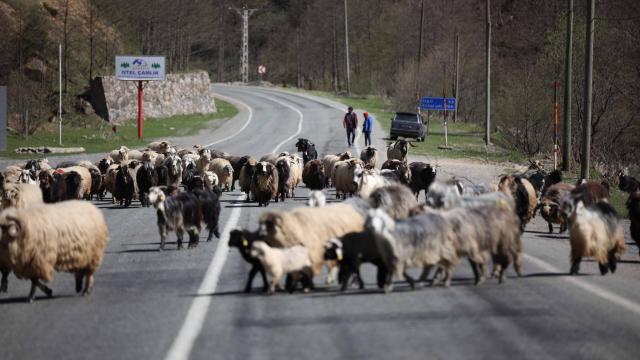 Yayla göçü başladı, kara yolu sürülere kaldı