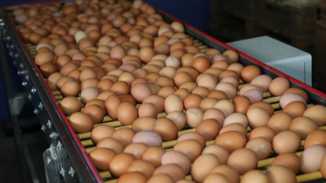 Orduda üretilen organik yumurtalar Dubaide tüketiciyle buluşacak
