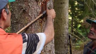 'Sekiz dişli kabuk böceği' ladin ağaçlarına zarar veriyor